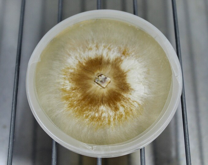 Reishi Ganoderma tsugae mushroom agar plate culture