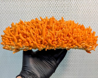 Cordyceps militaris liquid culture syringe - mycelium suspension in a nutrient solution for growing mushrooms