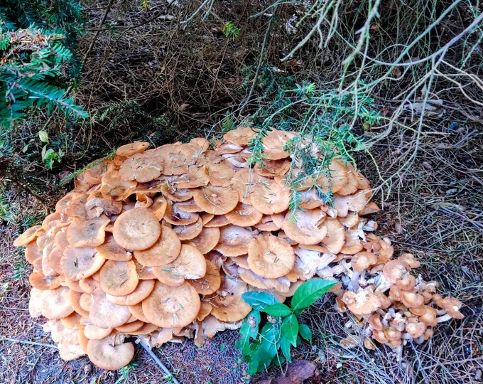 Ringless Honey Mushroom Liquid Culture Armillaria tabescens Desarmillaria caespitosa