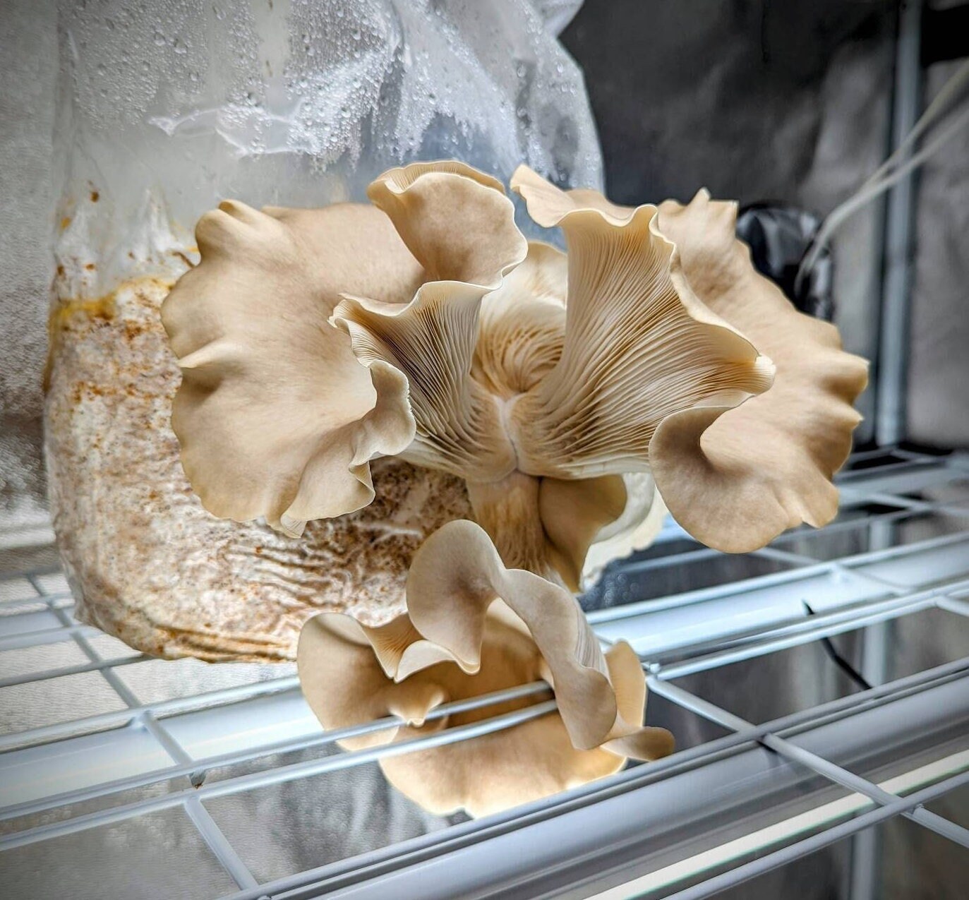 Kit champignon Pleurote - Pleurotus ostreatus