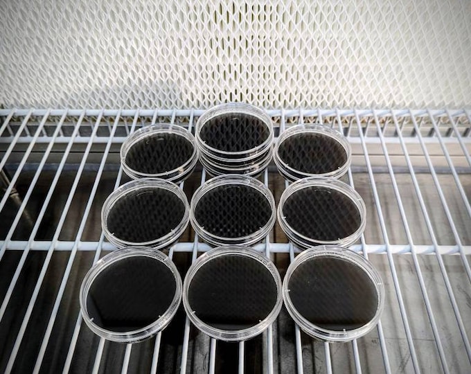 10 Mini Pre-Poured Activated Carbon PDYA Agar Plates Mushroom growing petri dishes size 60mm x 15mm