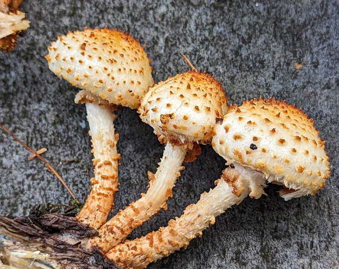 Sharp Scaly Cap Mushroom Liquid Culture, Pholiota squarrosoides