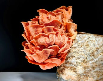 Pink Oyster Mushroom Grow Kit Ready to Fruit Gourmet Mushrooms!