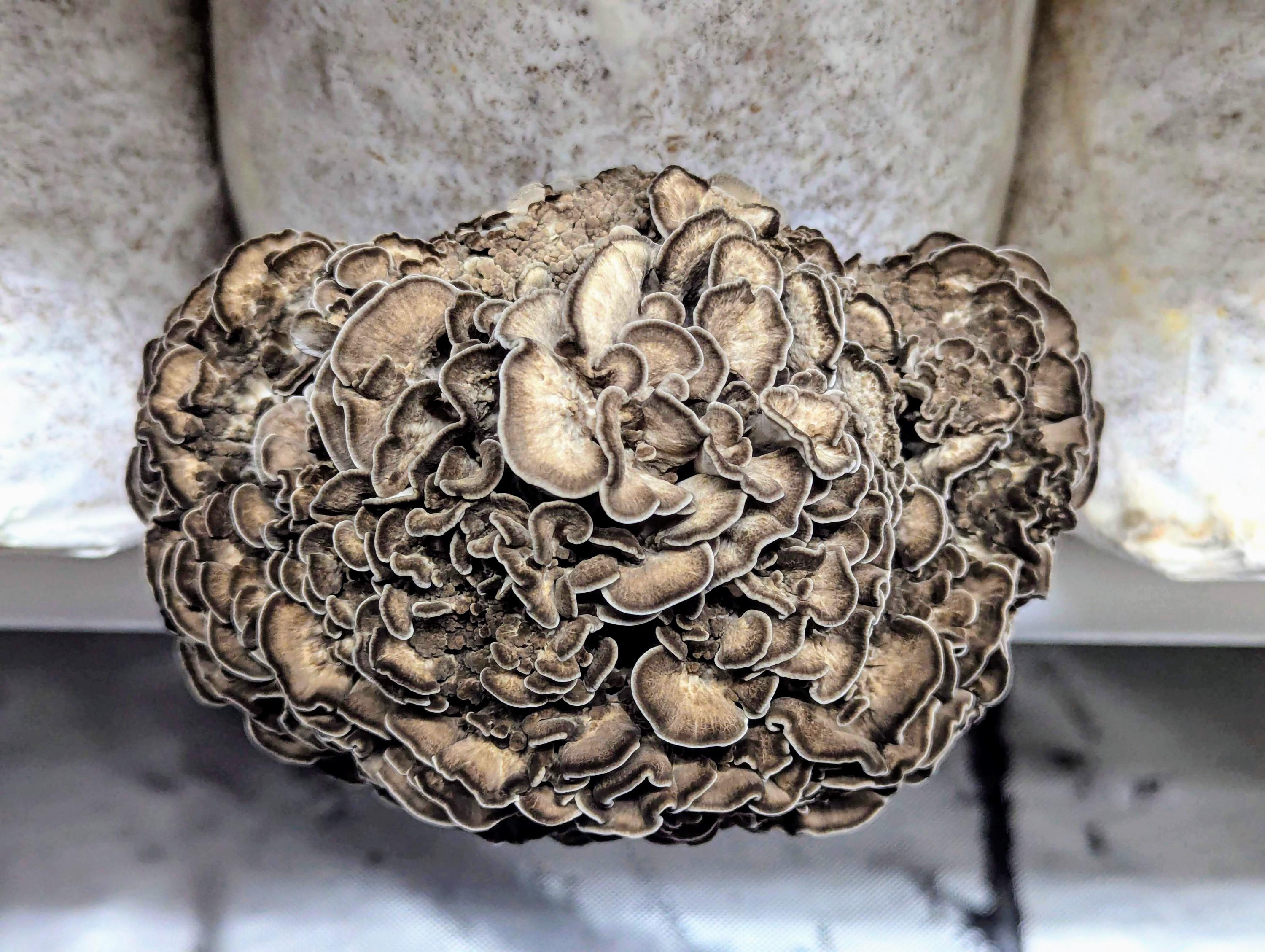 Maitake Mushroom Liquid Culture Strain: Hanamari, Hen of the woods Grifola frondosa