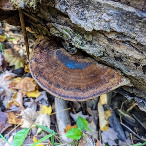 May include: A brown mushroom with a blue ring growing on a tree trunk. The mushroom is surrounded by fallen leaves.