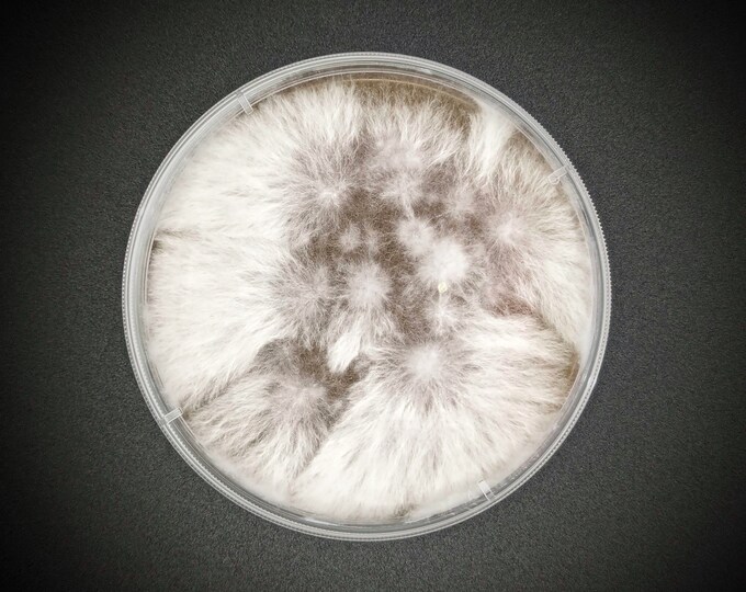 Shiitake WW2323  AGAR PLATE CULTURE Lentinula edodes