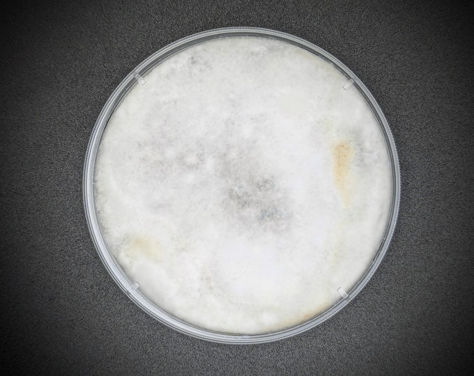 Nameko AGAR PLATE CULTURE Pholiota microspora