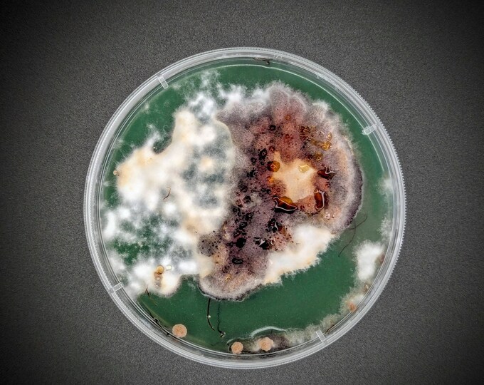 Bulbous Honey Mushroom AGAR PLATE CULTURE Armillaria gallica