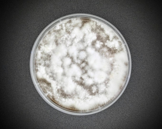 Olive Oysterling AGAR PLATE CULTURE Sarcomyxa serotina