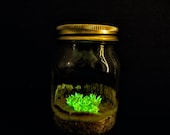 Bioluminescent glow in the dark living mushrooms, Live Panellus stipticus mycelium growing in a mason jar