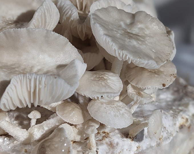 Porcelain Mushroom Liquid Culture, Oudemansiella canarii