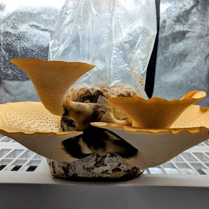 Dryad's Saddle Mushroom Liquid Culture, Cerioporus squamosus