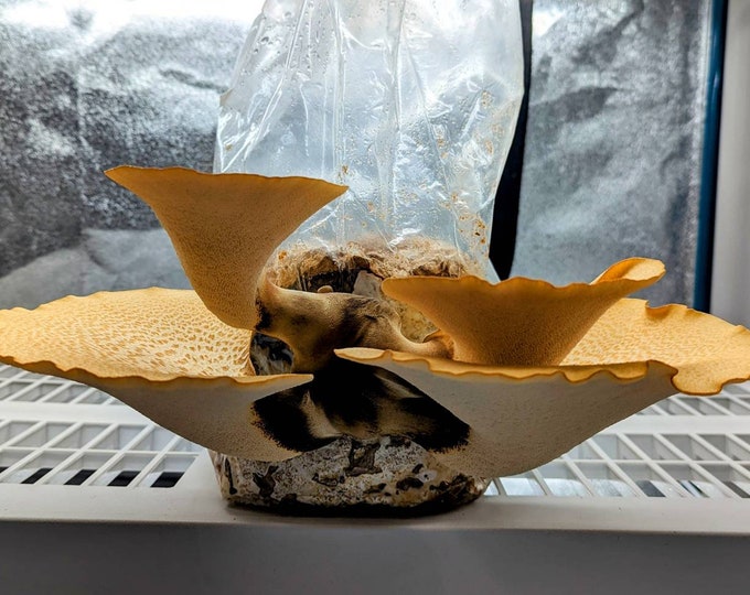 Dryad's saddle mushroom liquid culture. Cerioporus squamosus