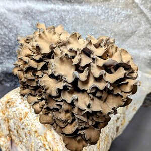 Maitake Mushroom Liquid Culture Strain Kennett, Hen of the woods Grifola frondosa