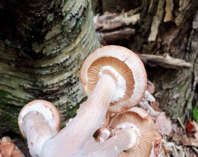 Bulbous Honey Mushroom Liquid Culture, Bioluminescent Armillary gallica