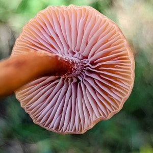 The Deceiver Mushroom Liquid Culture. Laccaria laccata image 1