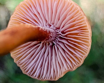 The Deceiver Mushroom Liquid Culture. Laccaria laccata