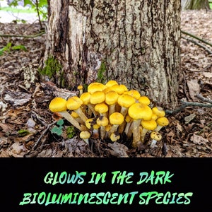 Honey Mushroom Liquid Culture, Bioluminescent Armillaria mellea image 1