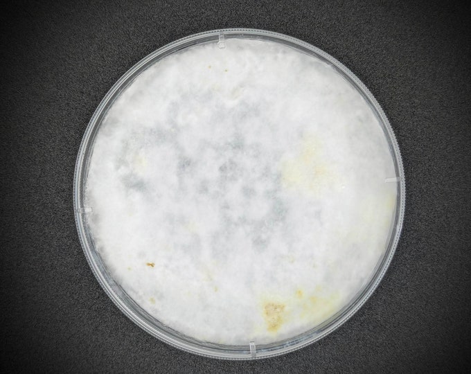 Ganoderma polychromum AGAR PLATE CULTURE Reishi Mushroom