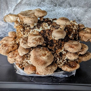 May include: A cluster of brown shiitake mushrooms growing on a log, with some of the mushrooms already harvested.