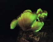 Bioluminescent Mushroom Omphalotus olearius, Jack-o&#39;-lantern Liquid Culture