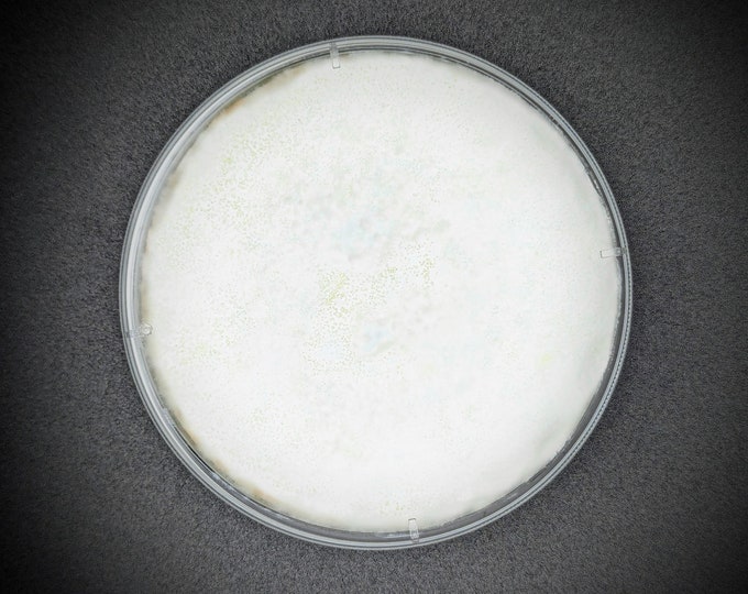 Maitake Kennett Strain AGAR PLATE CULTURE Grifola frondosa