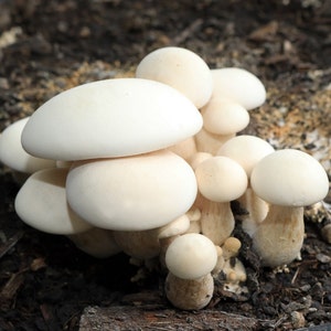 Milky Mushroom Liquid Culture, Calocybe indica
