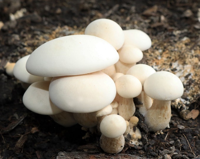 Milky Mushroom Liquid Culture, Calocybe indica