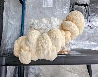 Lions Mane Mushroom Liquid Culture, Hericium erinaceus