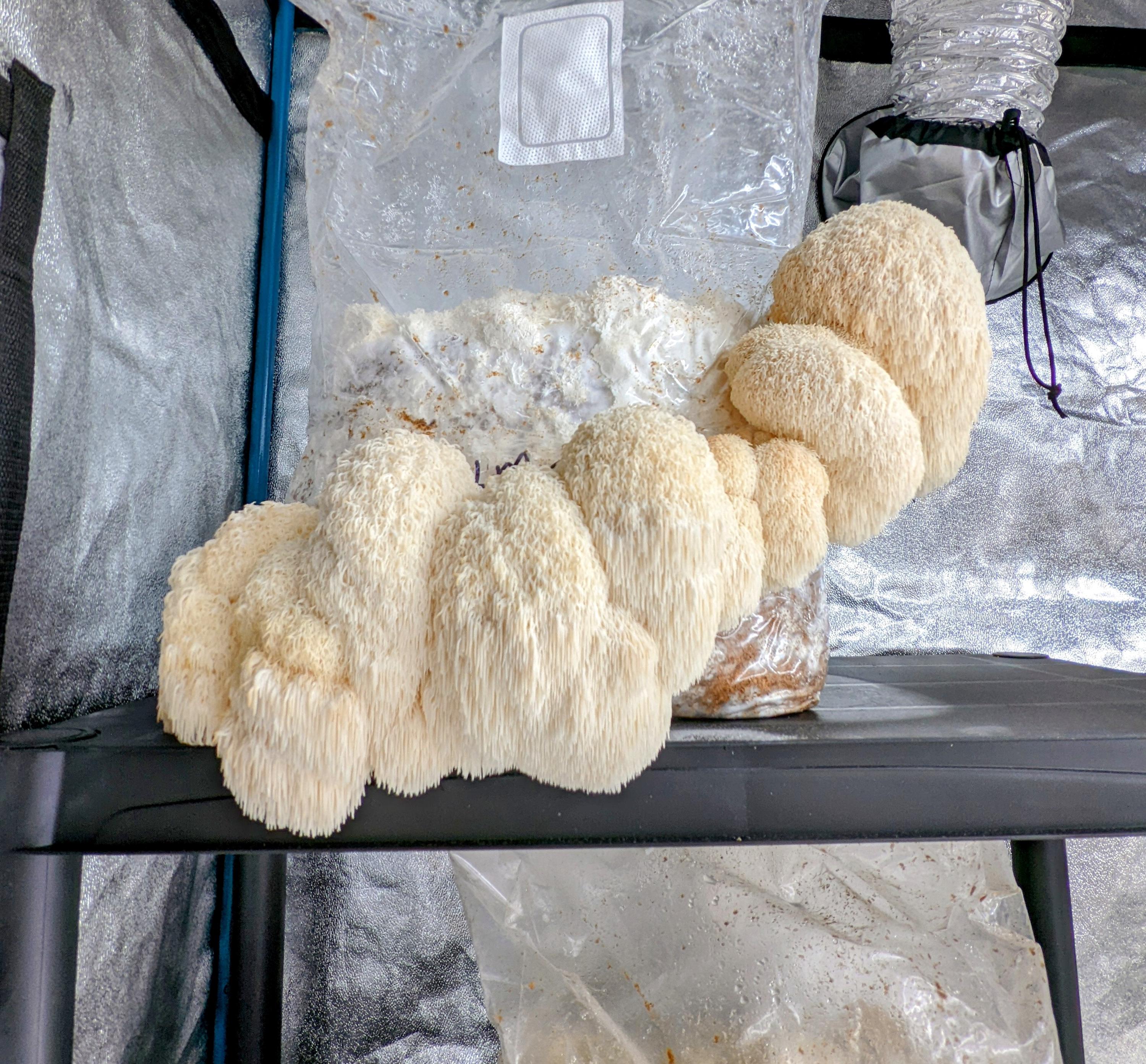 Lions Mane Mushroom Liquid Culture, Hericium erinaceus