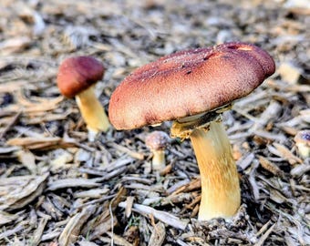 Wine Cap Mushroom Grow Kit - Grow Gourmet Mushrooms in a Garden Bed