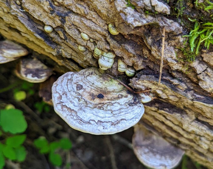 Ganoderma applanatum, Artist Conk liquid mushroom culture