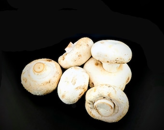 Big White Button Mushroom Liquid Culture, Agaricus bisporus