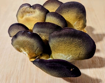 Purple Mukitake Mushroom Liquid Culture, Olive Oysterling Panellus serotinus Sarcomyxa serotina