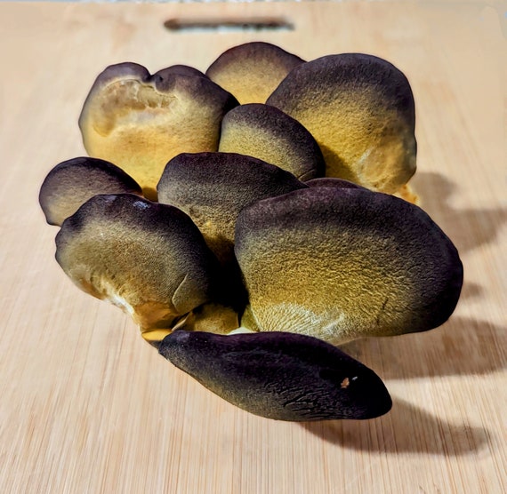 Maniacs bilan jinsiy aloqa haqida multfilmlar Ferro Network-da Viola ishtirokidagi barcha porno