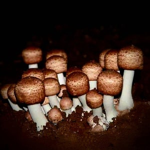 ABM Mushroom Liquid Culture Agaricus Blazei Murrill