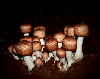 ABM Mushroom Liquid Culture Agaricus Blazei Murrill