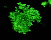 Glow in the dark Bioluminescent Mushroom Liquid Culture Panellus Stipticus