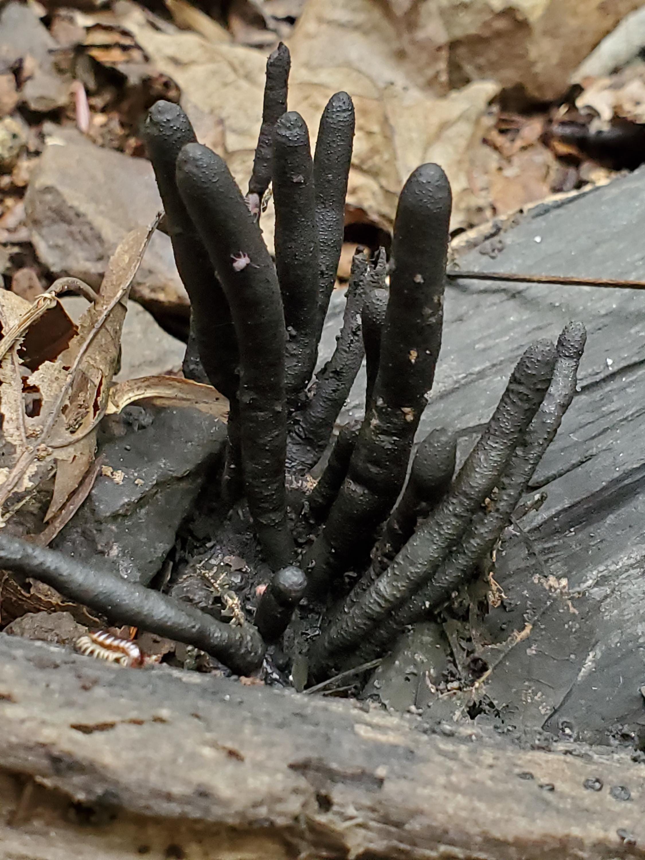 Dead Man's Fingers Mushroom Liquid Culture, Xylaria Polymorpha - Etsy