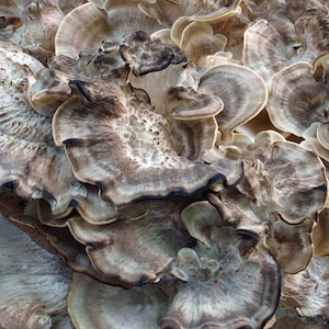 May include: Close-up of a cluster of brown and white mushrooms with a layered, fan-shaped structure.