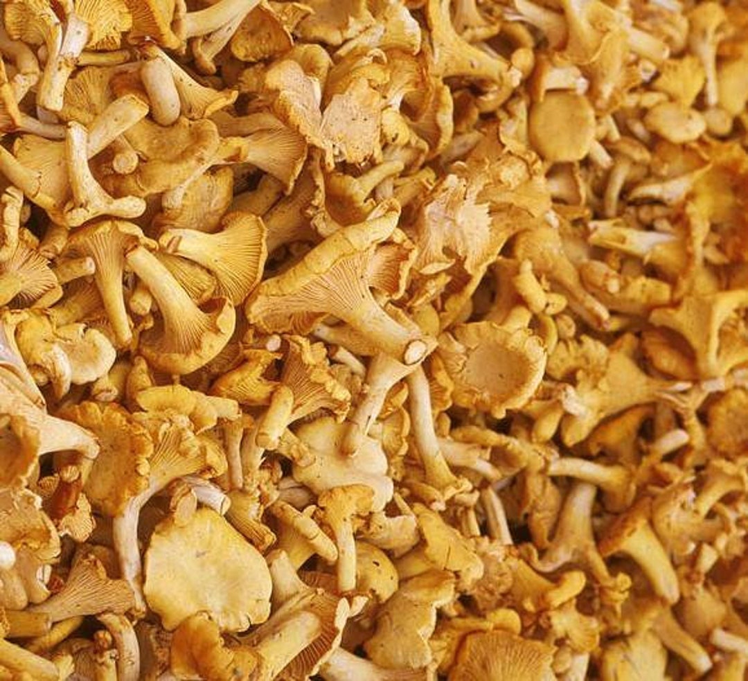 Yellow Chanterelle Mushroom Liquid Culture, Cantharellus Cibarius Etsy