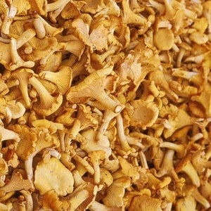 Yellow Chanterelle Mushroom Liquid Culture, Cantharellus cibarius