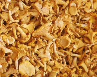 Yellow Chanterelle Mushroom Liquid Culture, Cantharellus cibarius