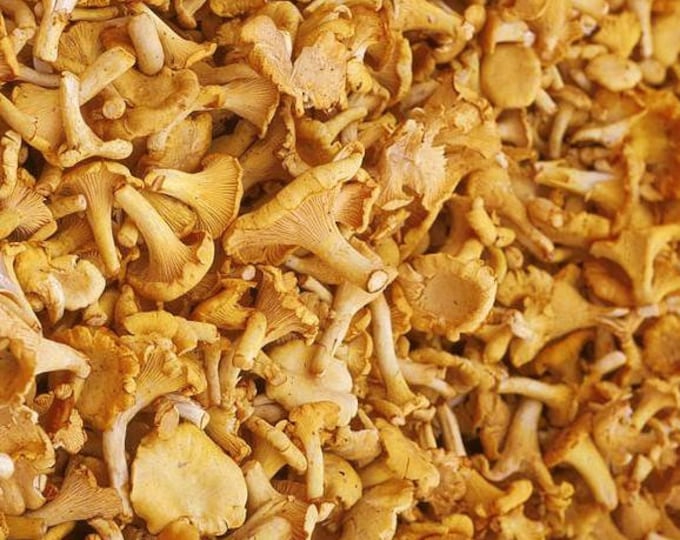 Yellow Chanterelle Mushroom Liquid Culture, Cantharellus cibarius