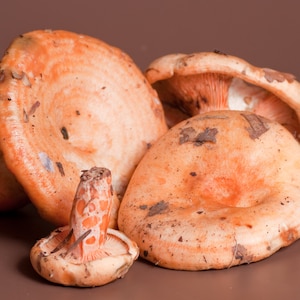 May include: A group of four orange mushrooms with a brown background. The mushrooms are different sizes and shapes, with some having a more rounded cap and others having a more flat cap.