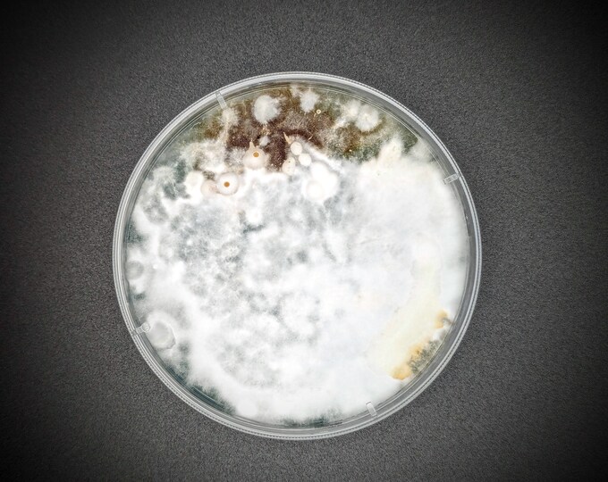 Hexagonal polypore AGAR PLATE CULTURE Neofavolus americanus