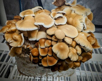Pioppino mushroom ("Fat" strain) Liquid Culture Cyclocybe aegerita *short chubby strain