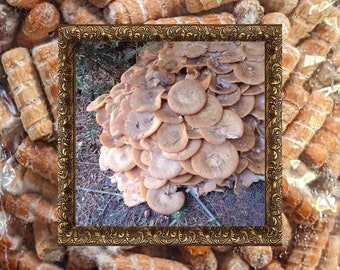 Plug Spawn Ringless Honey Mushroom 100 Wooden Dowels Armillaria tabescens