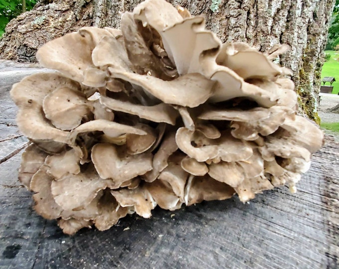 Maitake Hen of the woods Mushroom Liquid Culture Grifola frondosa (commercial strain)