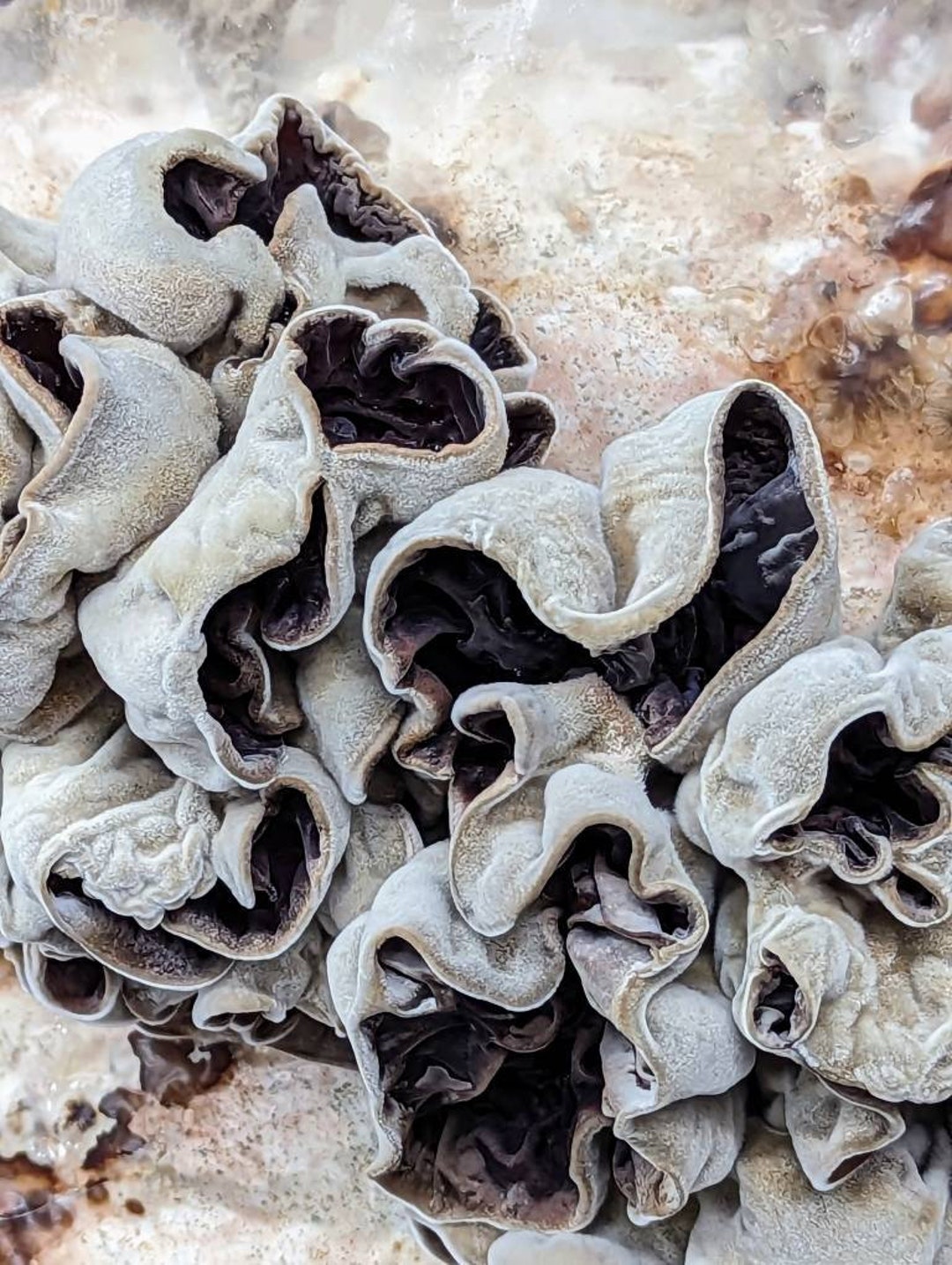 CLOUD EAR MUSHROOM Liquid Culture Auricularia Polytricha Also Known as